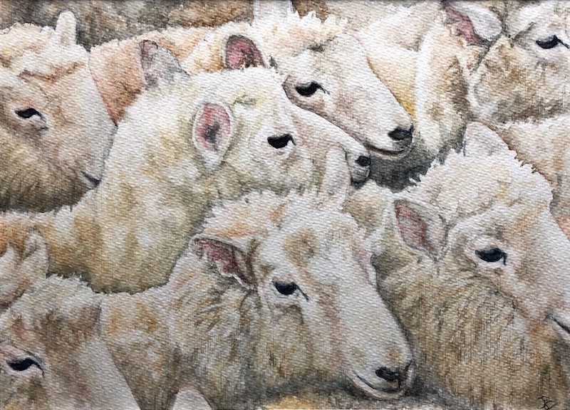 Ina Augustijn-schapen-aquarel