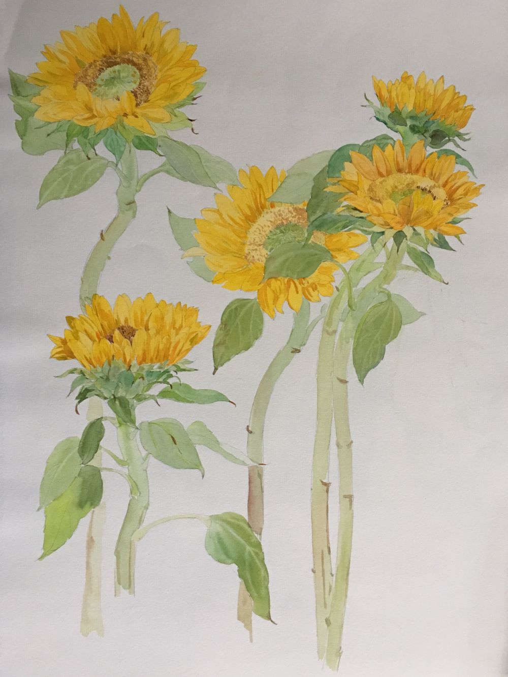 Qing Sun-Zonnebloem-aquarel